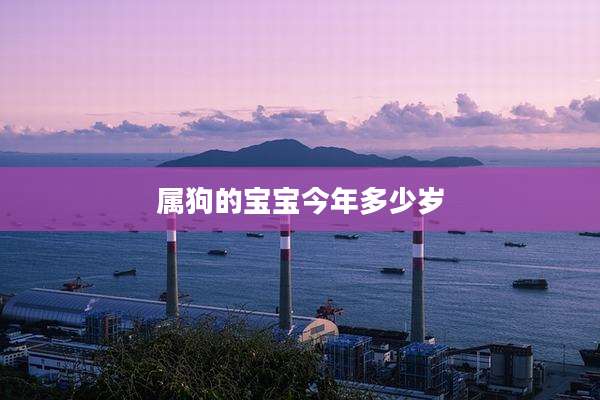 属狗的宝宝今年多少岁