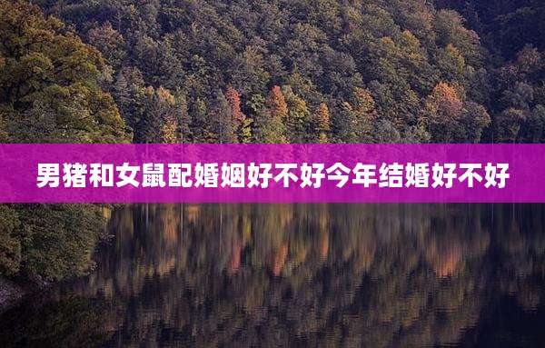 男猪和女鼠配婚姻好不好今年结婚好不好