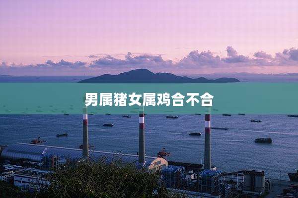 男属猪女属鸡合不合