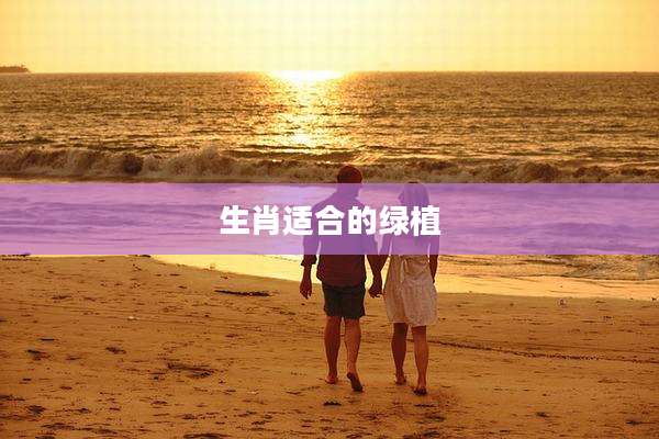 生肖适合的绿植