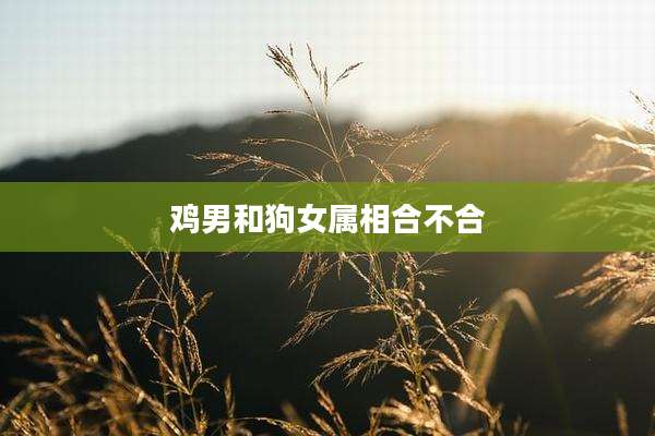 鸡男和狗女属相合不合