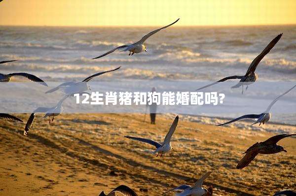 12生肖猪和狗能婚配吗?