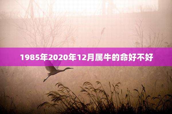 1985年2020年12月属牛的命好不好