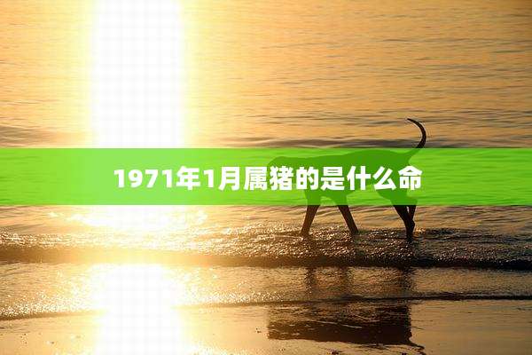 1971年1月属猪的是什么命