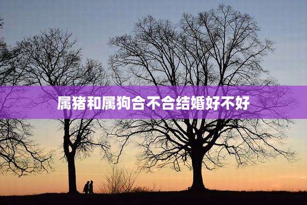 属猪和属狗合不合结婚好不好