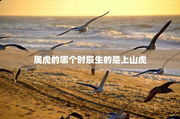 属虎的哪个时辰生的是上山虎