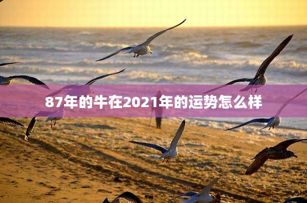 87年的牛在2021年的运势怎么样