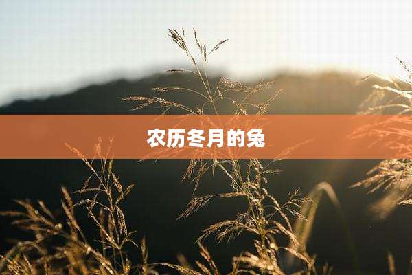 农历冬月的兔