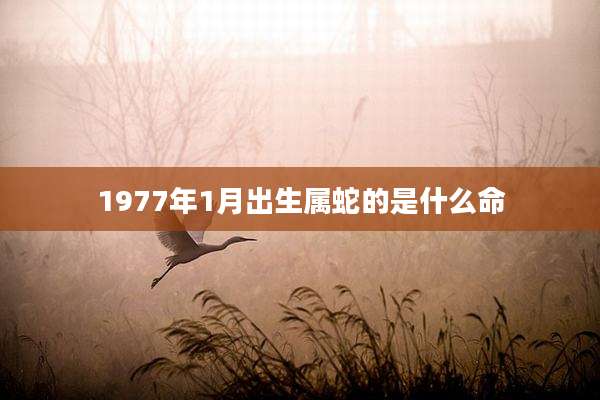 1977年1月出生属蛇的是什么命