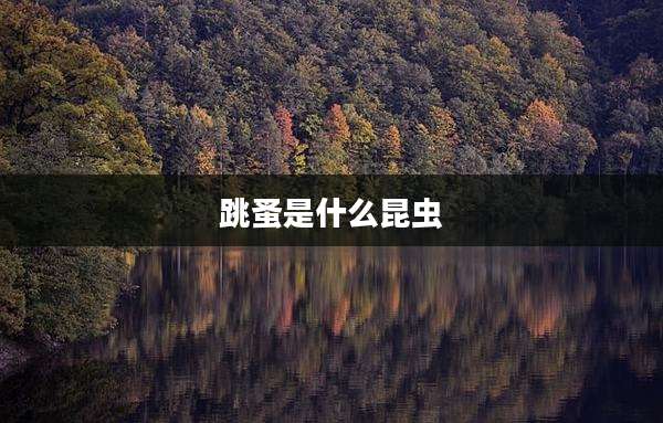 跳蚤是什么昆虫