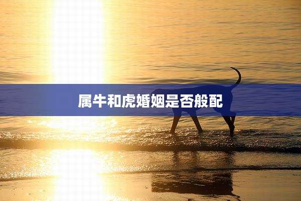 属牛和虎婚姻是否般配