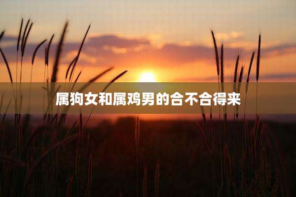 属狗女和属鸡男的合不合得来