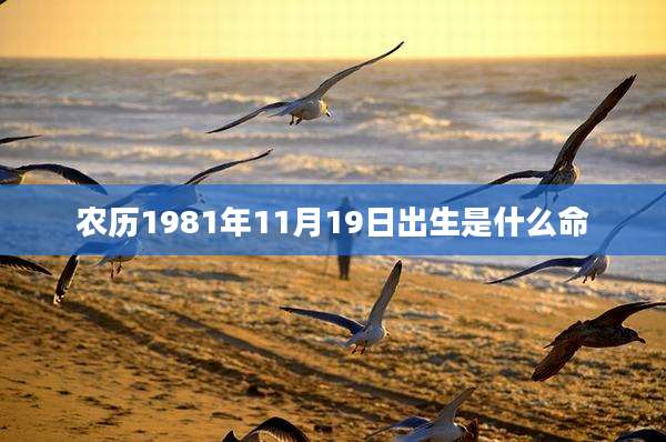 农历1981年11月19日出生是什么命