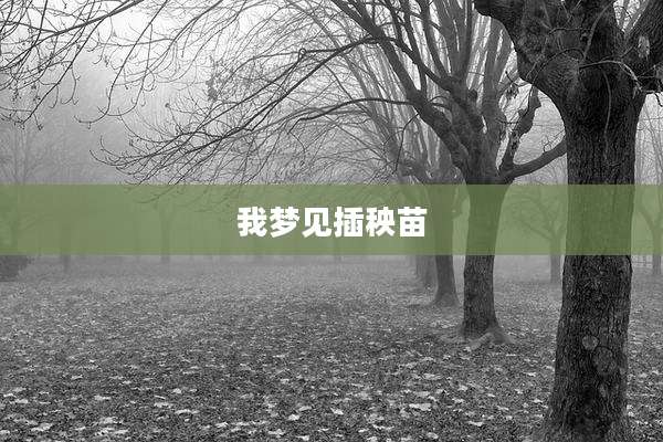 我梦见插秧苗