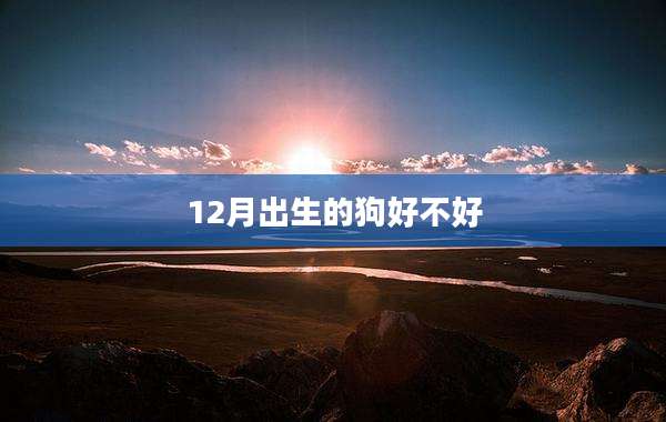 12月出生的狗好不好