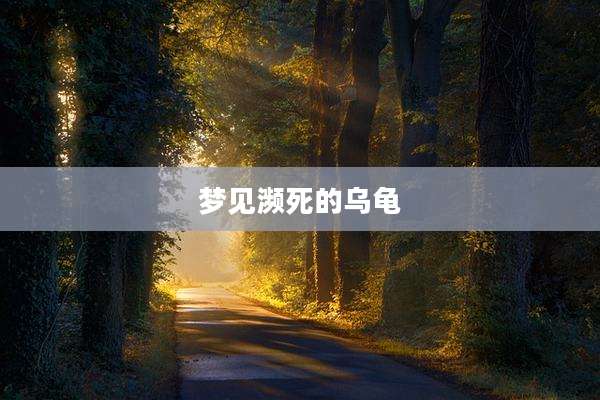 梦见濒死的乌龟