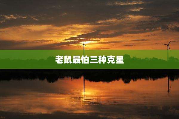 老鼠最怕三种克星
