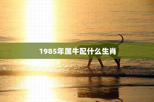 1985年属牛配什么生肖