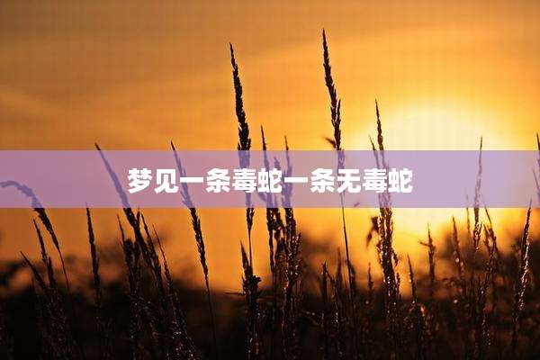 梦见一条毒蛇一条无毒蛇