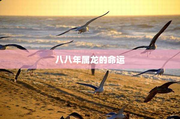 八八年属龙的命运