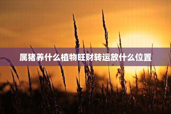 属猪养什么植物旺财转运放什么位置