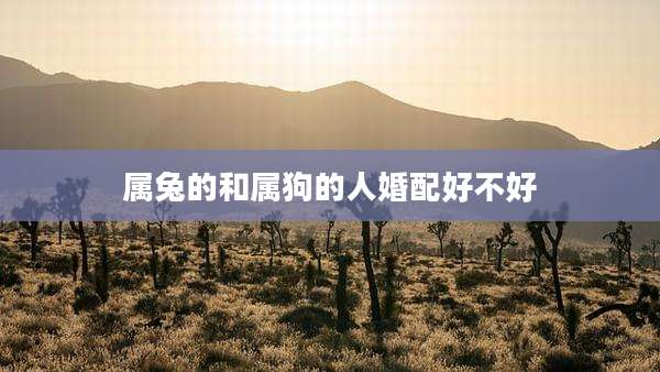 属兔的和属狗的人婚配好不好