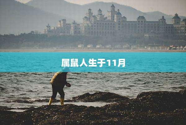属鼠人生于11月