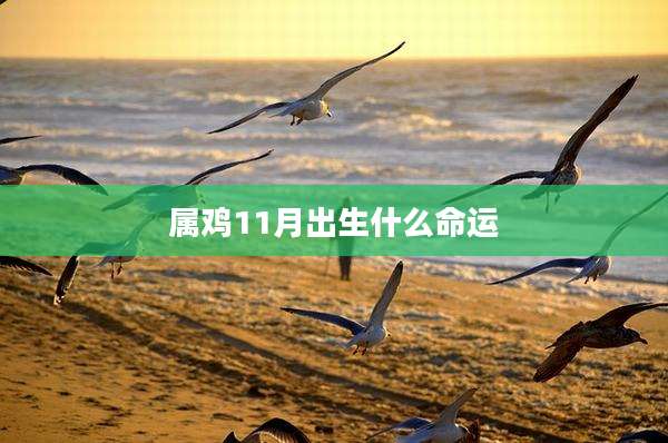 属鸡11月出生什么命运