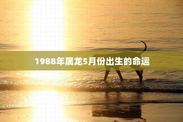 1988年属龙5月份出生的命运