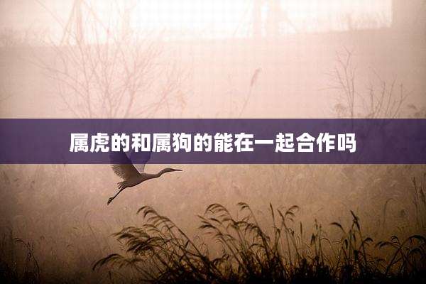 属虎的和属狗的能在一起合作吗