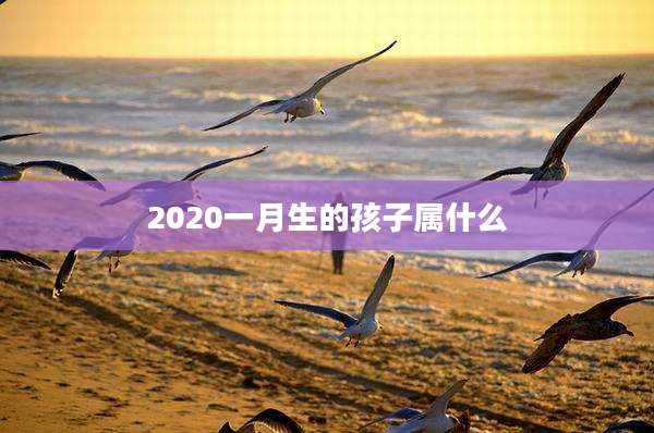 2020一月生的孩子属什么