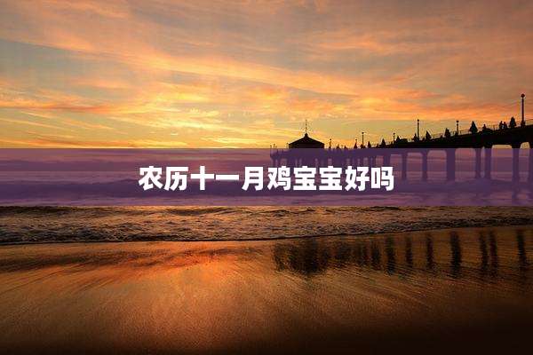 农历十一月鸡宝宝好吗