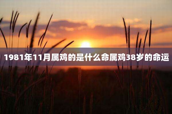 1981年11月属鸡的是什么命属鸡38岁的命运