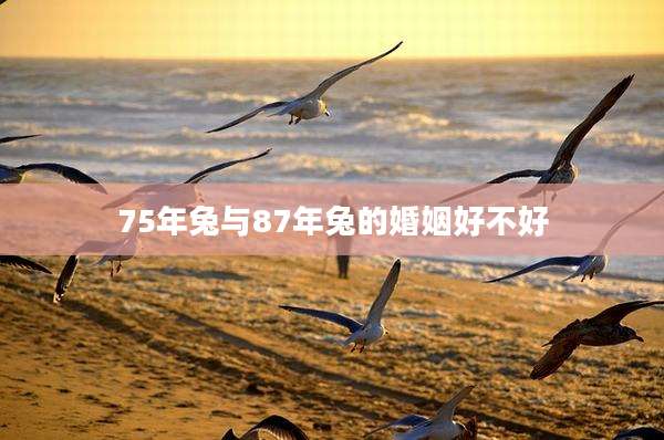 75年兔与87年兔的婚姻好不好