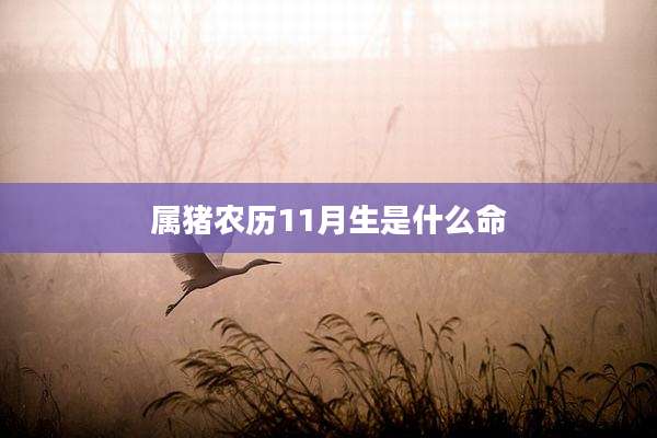 属猪农历11月生是什么命