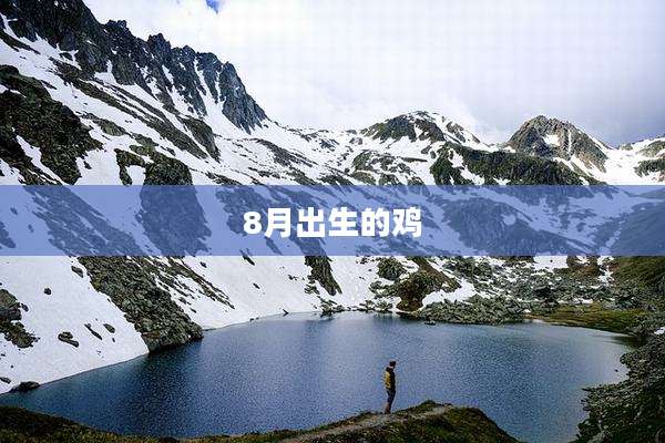 8月出生的鸡