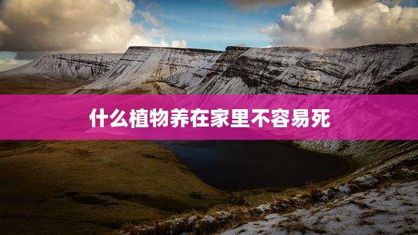 什么植物养在家里不容易死