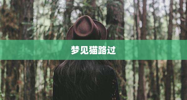 梦见猫路过