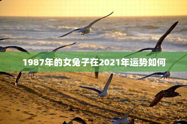 1987年的女兔子在2021年运势如何