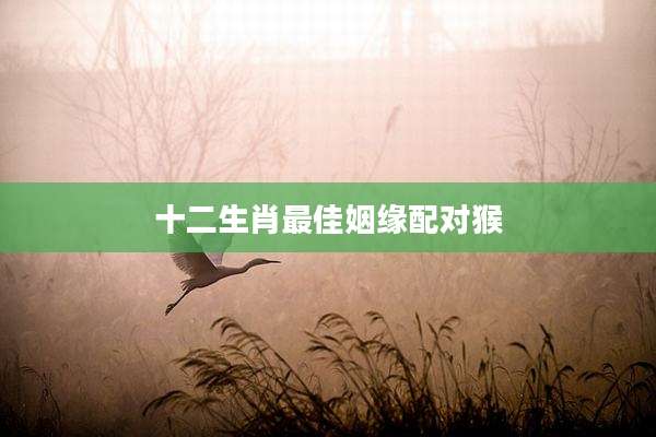 十二生肖最佳姻缘配对猴