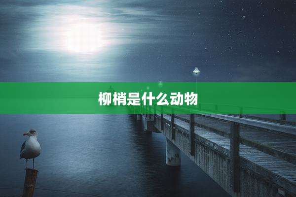柳梢是什么动物