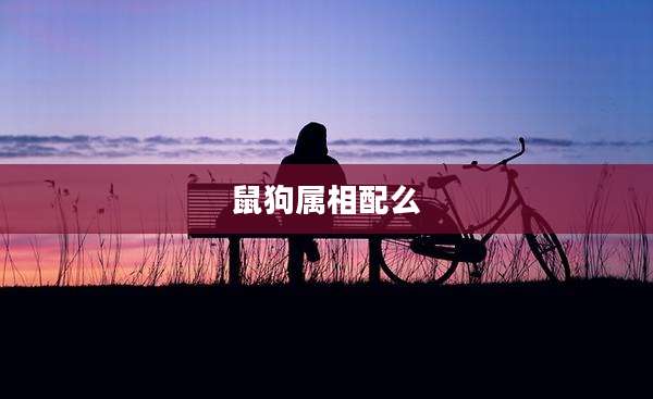 鼠狗属相配么