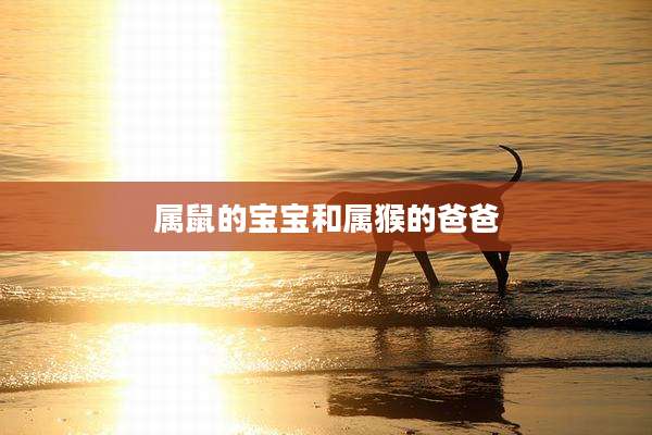 属鼠的宝宝和属猴的爸爸