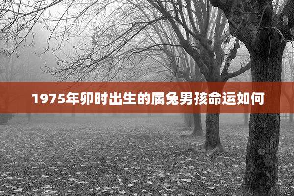 1975年卯时出生的属兔男孩命运如何