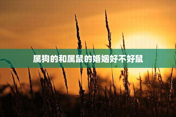 属狗的和属鼠的婚姻好不好鼠