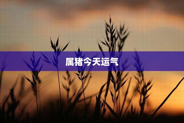 属猪今天运气