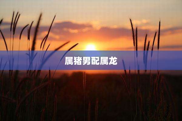 属猪男配属龙