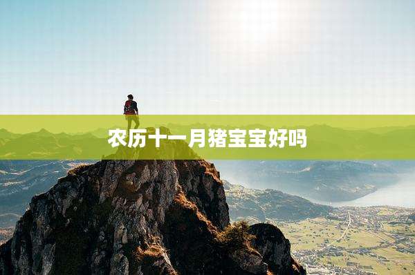农历十一月猪宝宝好吗