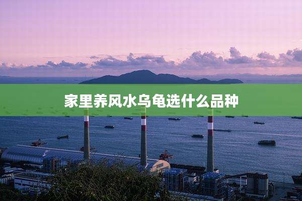 家里养风水乌龟选什么品种