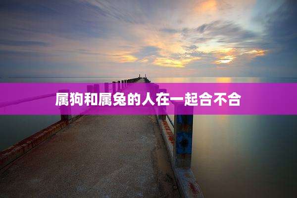 属狗和属兔的人在一起合不合